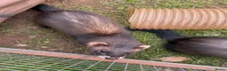 Ferret rodents for sale: Hob Sable black ferret 13 weeks old - Advert 6