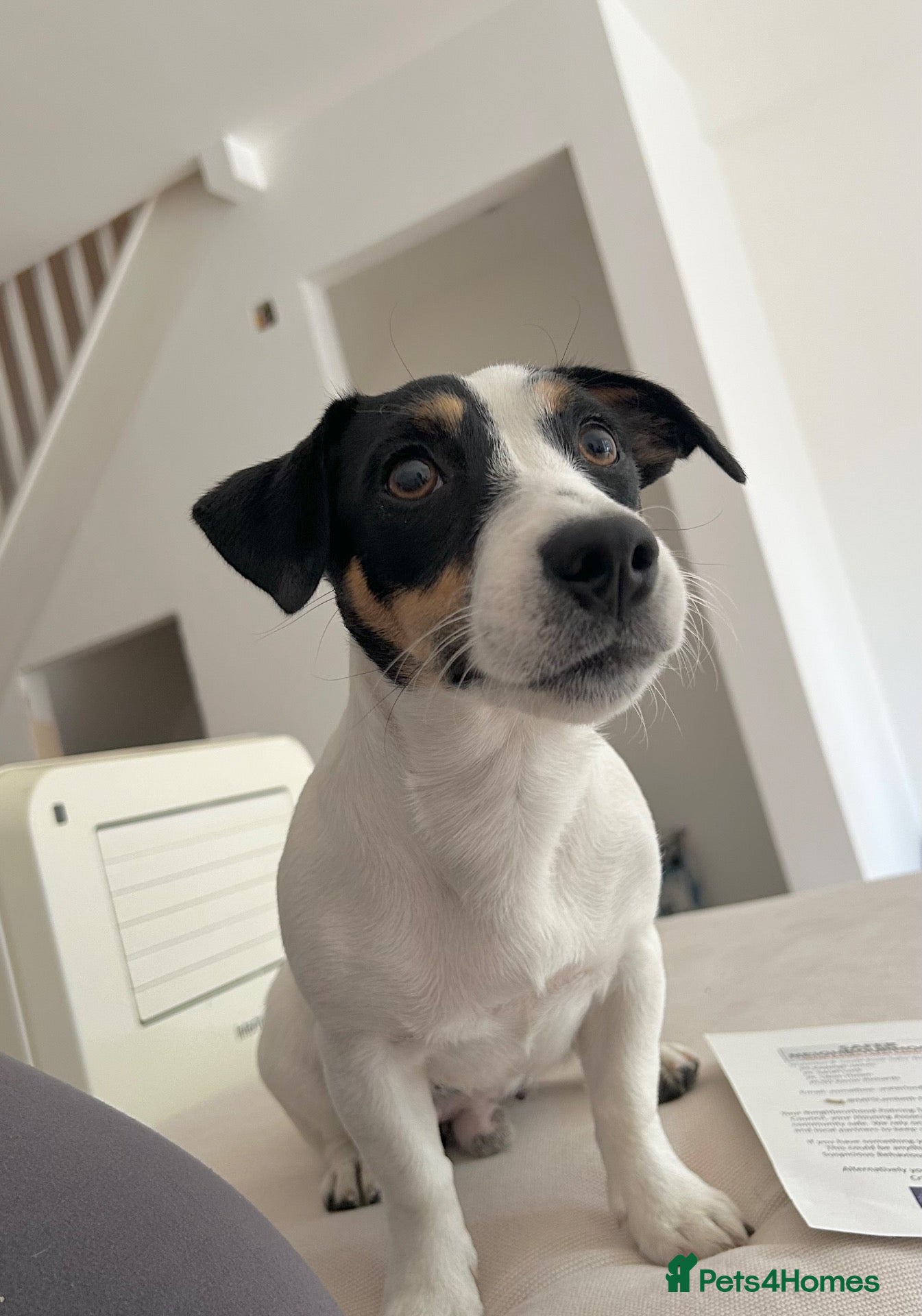 Jack Russell dogs 2-year-old cute Jack Russell - Advert 4