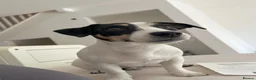 Jack Russell dogs for sale: 2-year-old cute Jack Russell in London - Advert 1