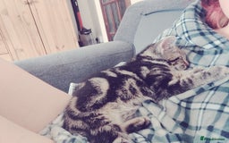 Mixed Breed cats for sale: 2 kittens for sale  - Image 3