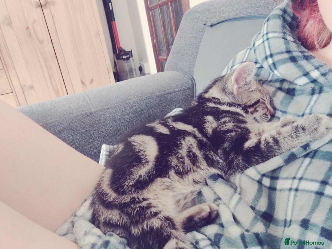 Mixed Breed cats for sale: 2 kittens for sale  - Image 3