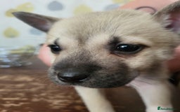 Akita dogs for sale: Akita 2years old  - Image 6