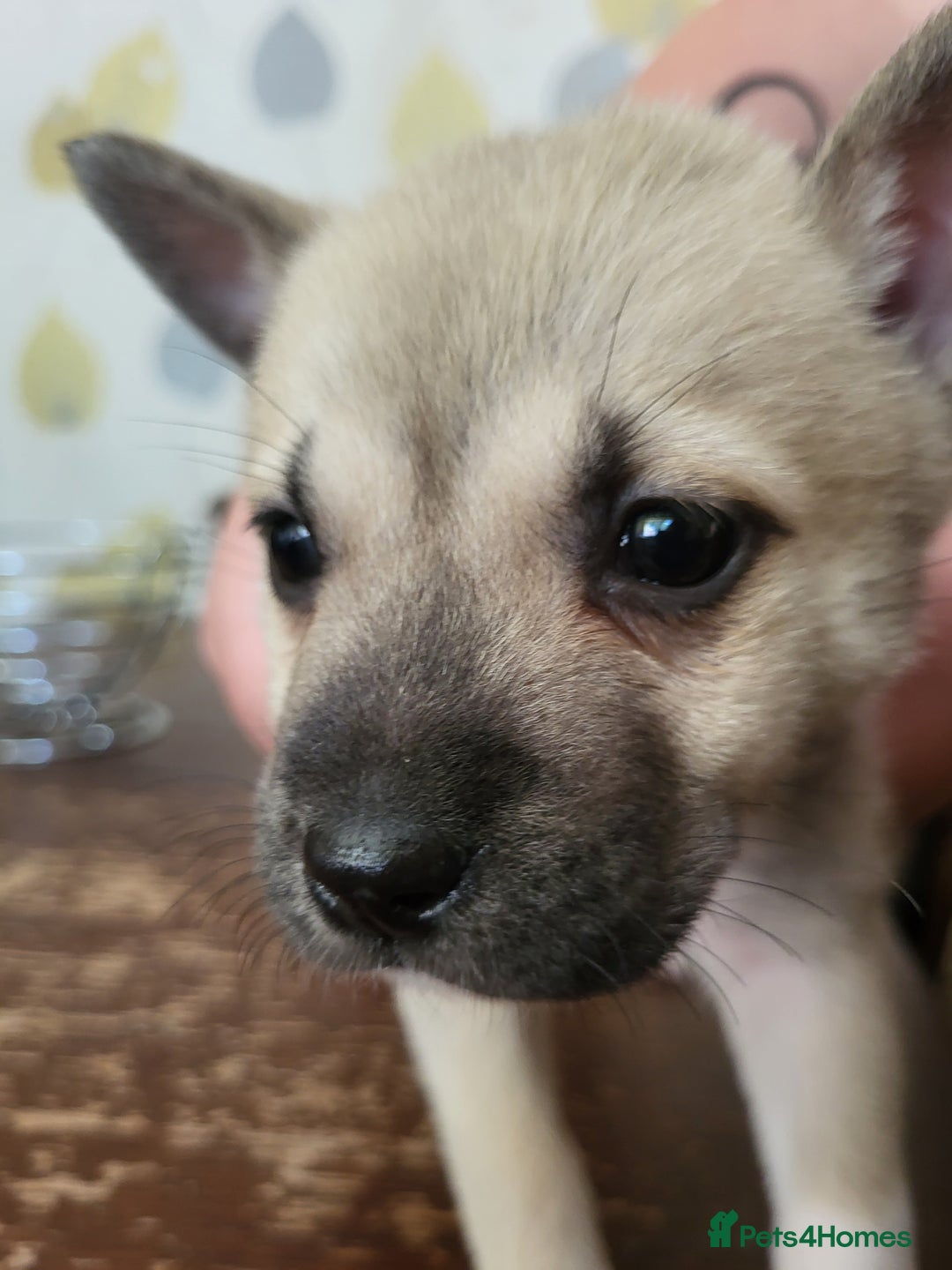 Akita dogs for sale: Akita 2years old  - Image 6