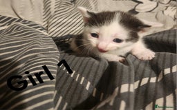 Mixed Breed cats for sale: Mixed bread kittens - Image 2