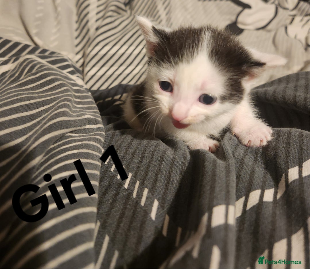 Mixed Breed cats for sale: Mixed bread kittens - Image 2