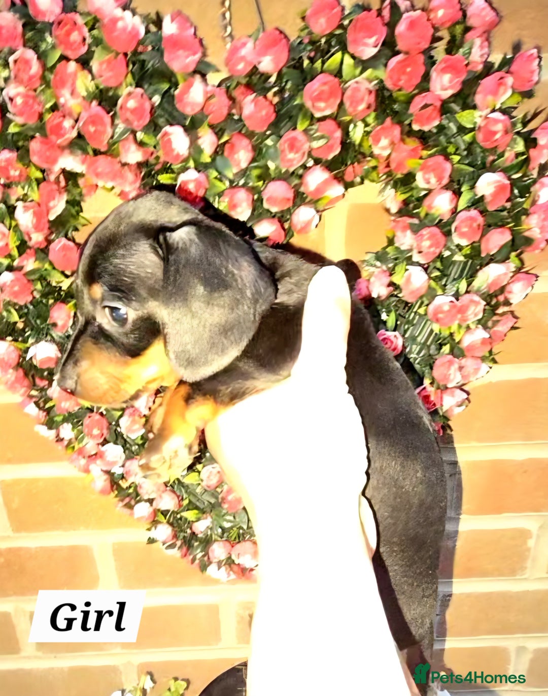 Miniature Dachshund dogs for sale: Kc registered quality mini dachshund puppies - Image 15