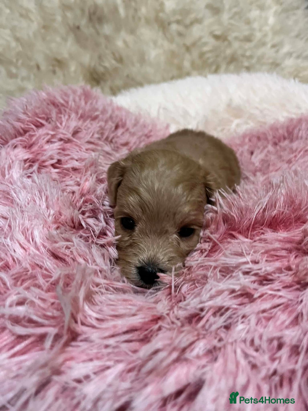 Cavapoo dogs for sale: Stunning litter of mix coloured tiny toy cavapoos - Advert 10