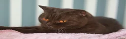 British Shorthair cats for sale: TICA Registerd Chocolate & Lilac - Advert 10