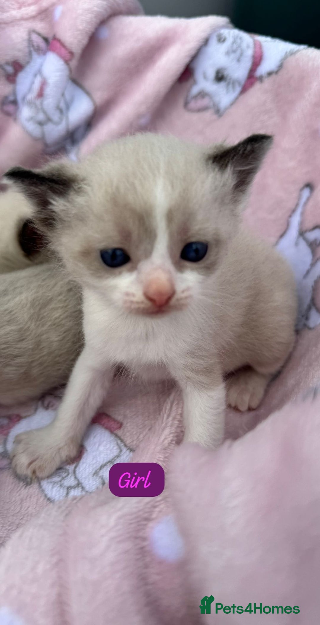 Ragdoll cats for sale: Ragdoll kittens  - Image 6
