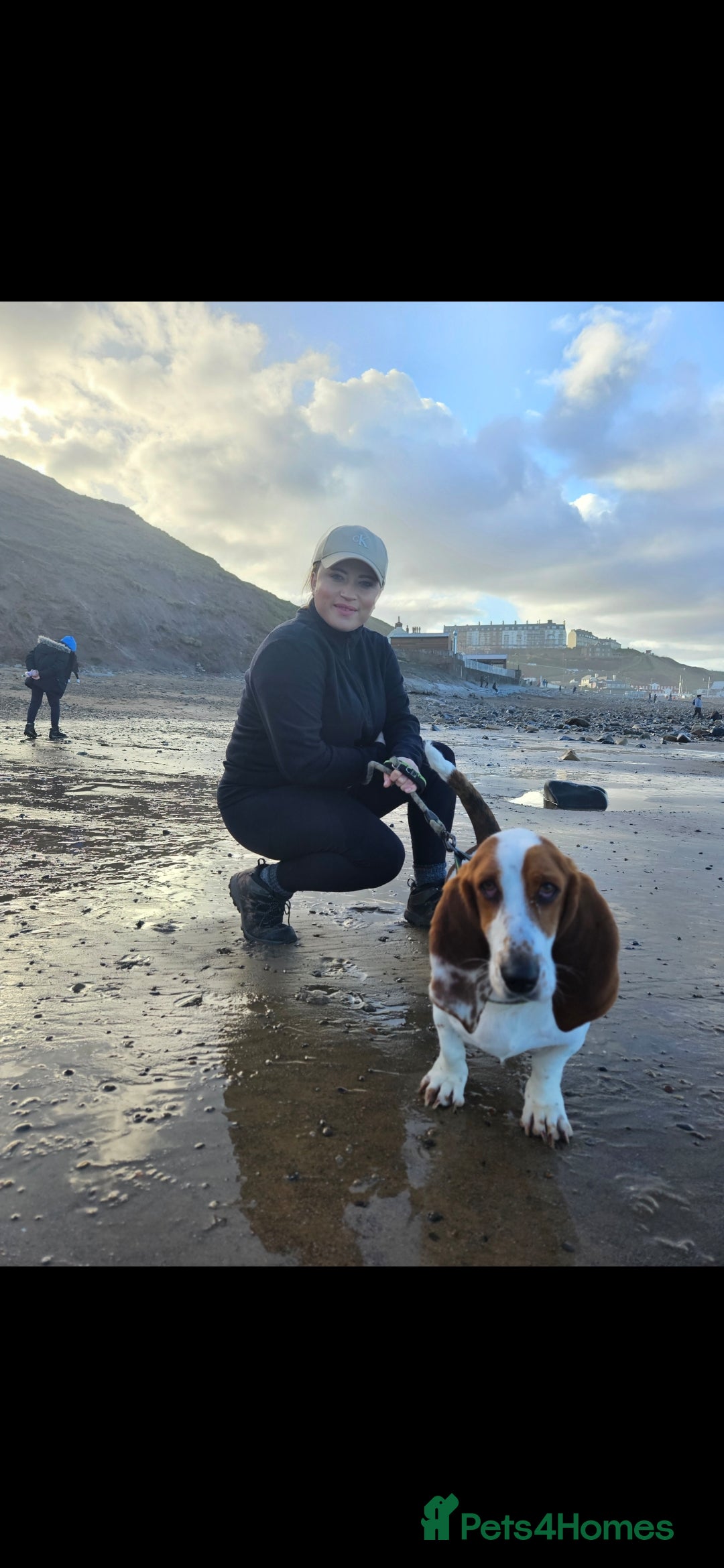 Basset Hound dogs for sale: Exceptional KC Basset Hound Puppies Now Available - Advert 9