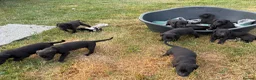 Mixed Breed dogs for sale: Beautiful Bedlington Whippet First Cross Puppies - Advert 5