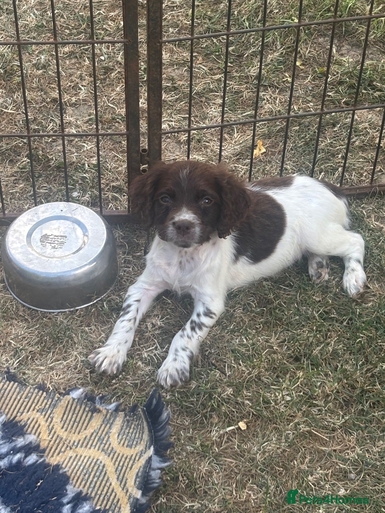 English Springer Spaniel dogs KC registered Liver and White Bitch puppy  - Advert 4