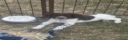 English Springer Spaniel dogs for sale: KC registered Liver and White Bitch puppy  - Advert 3