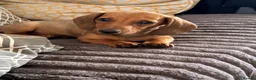 Miniature Dachshund dogs for sale: ⭐️REDUCED⭐️KC Miniature Smooth haired Dachshund  - Advert 19