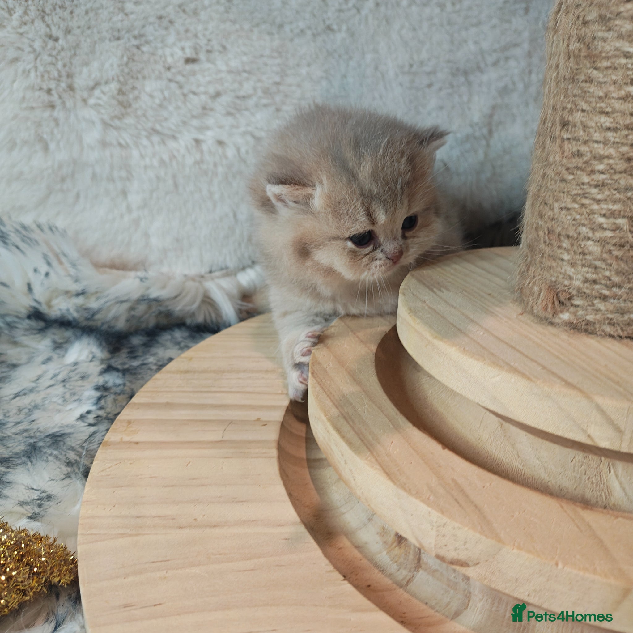 British Longhair cats for sale: Blue golden blue golden spot females - Advert 1
