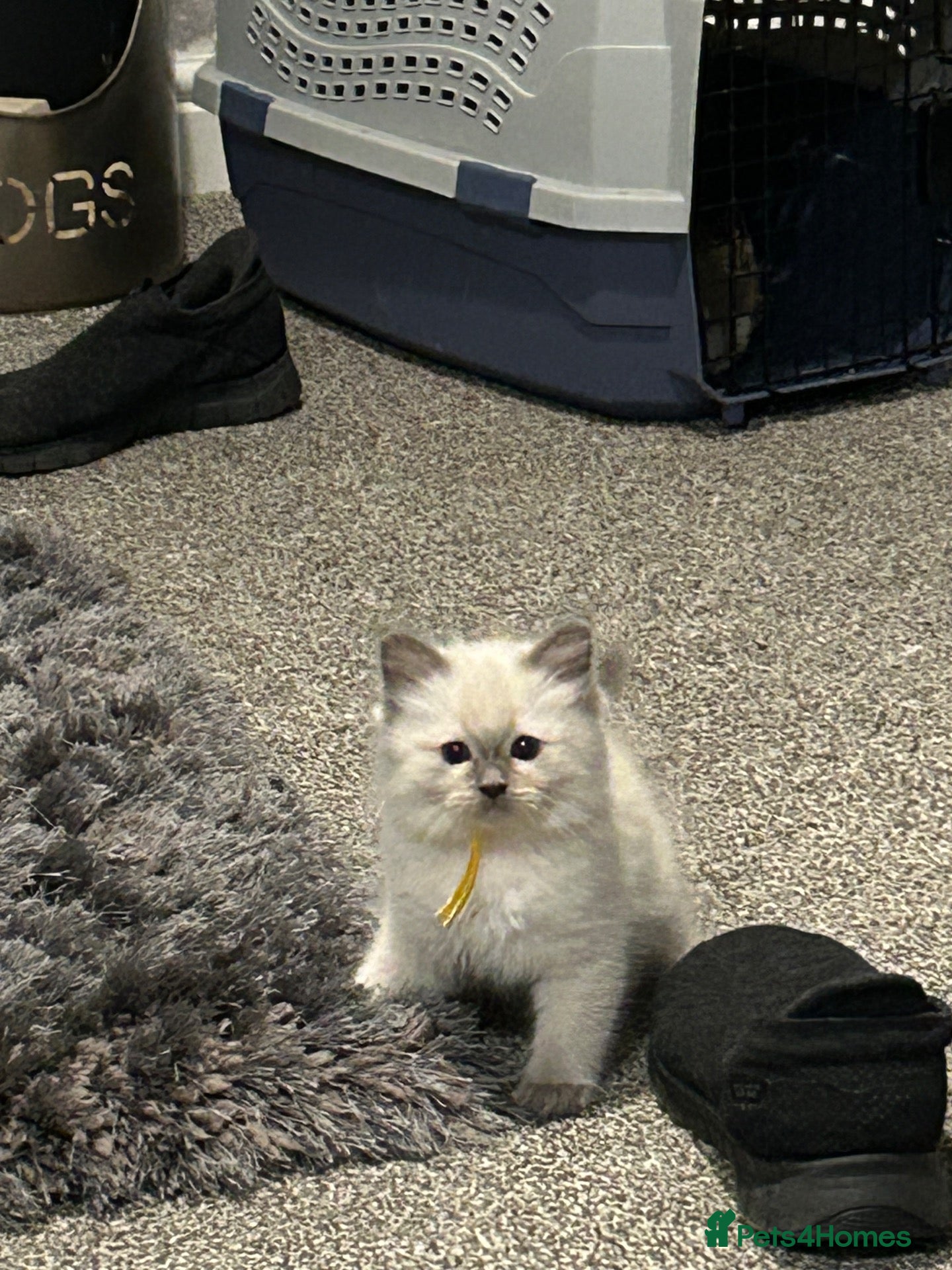 Ragdoll cats Rag doll boys fully health tested Gccf registered  - Advert 1