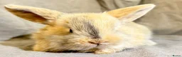 Mixed Breed rabbits for sale: 3 Mini Lop cross babies - Advert 4