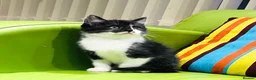 Mixed Breed cats for sale: Kittens for sale ,mixed breed, wonderful behaviour - Advert 18