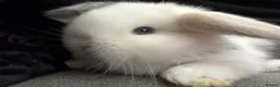 Mini Lop rabbits for sale: Beautiful Mini Lops to reserve  - Advert 3