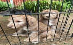 Bedlington Terrier dogs for sale: Bedlington Terrier puppies for sale in Hertford - Image 21