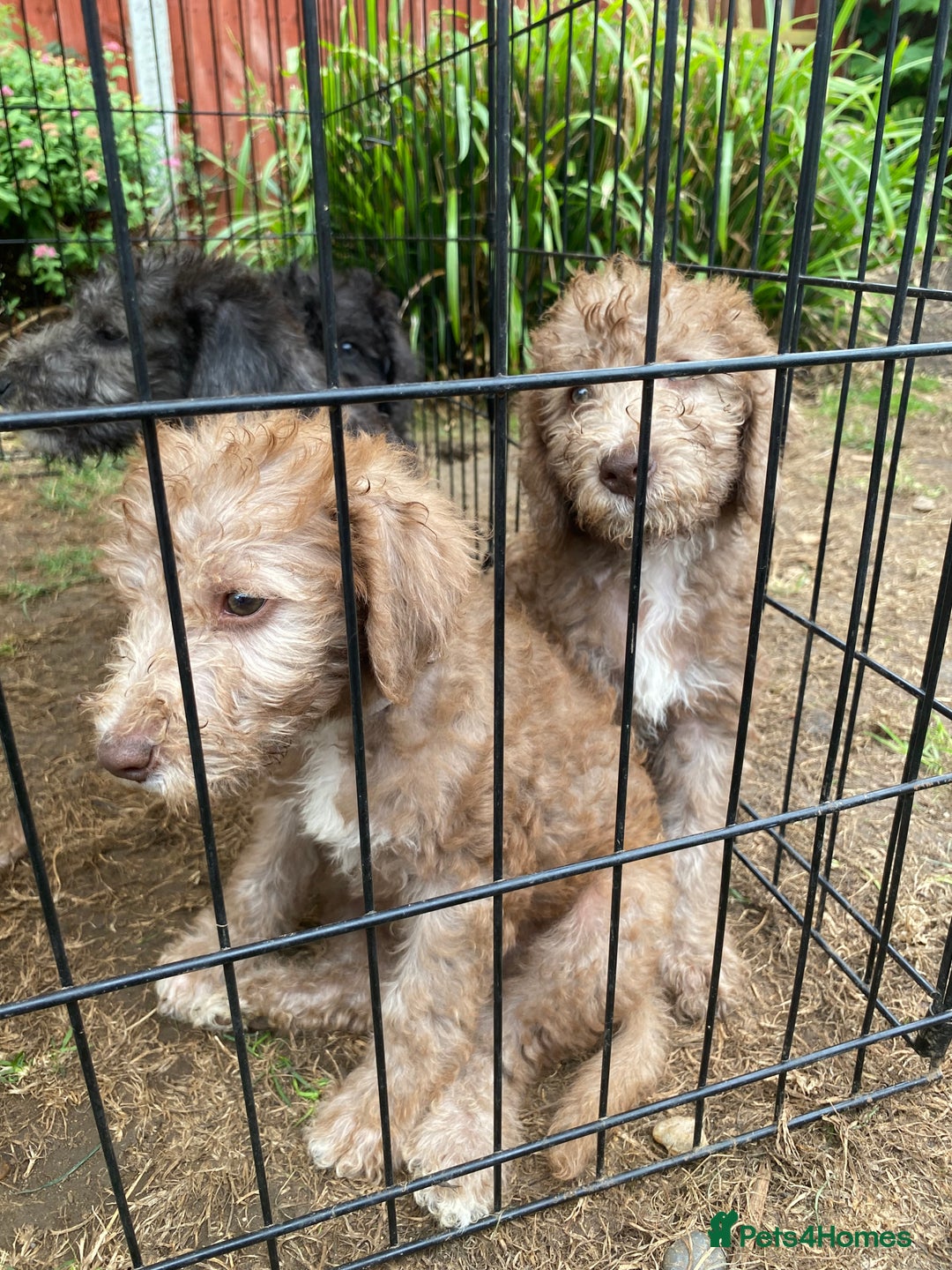 Bedlington Terrier dogs for sale: Bedlington Terrier puppies for sale in Hertford - Image 21