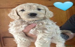 Mixed Breed dogs for sale: 8 Gorgeous Golden doodles  - Image 8