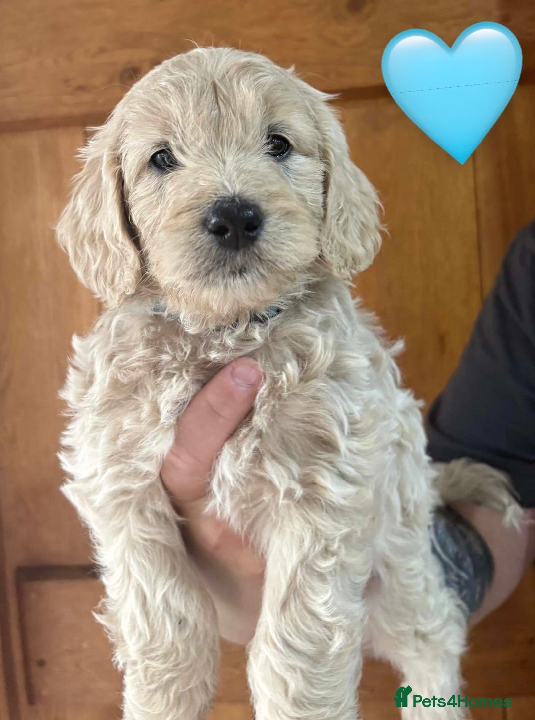 Mixed Breed dogs for sale: 8 Gorgeous Golden doodles  - Image 8