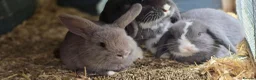 Mini Lop rabbits for sale: Gorgeous mini lops for sale - Advert 4