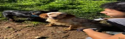 English Setter dogs for adoption: Selma in Brampton - Advert 4