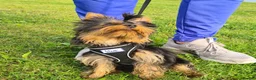 Yorkshire Terrier dogs for stud: Male Fererro.  Stud - Advert 4