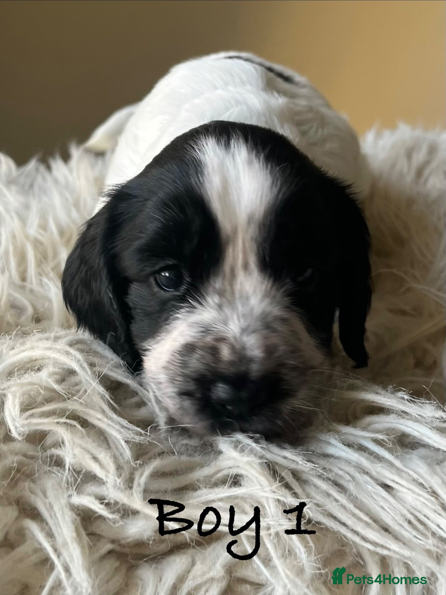 Cocker Spaniel dogs Exceptional KC Working Cocker Spaniel Puppies - Advert 1