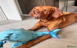 Hungarian Vizsla dogs for stud: Red The Vizsla - Image 5
