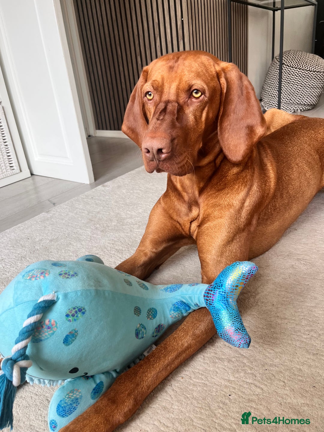 Hungarian Vizsla dogs for stud: Red The Vizsla - Image 5
