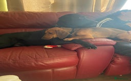 Dachshund dogs for sale: Dachshund pups - Image 4