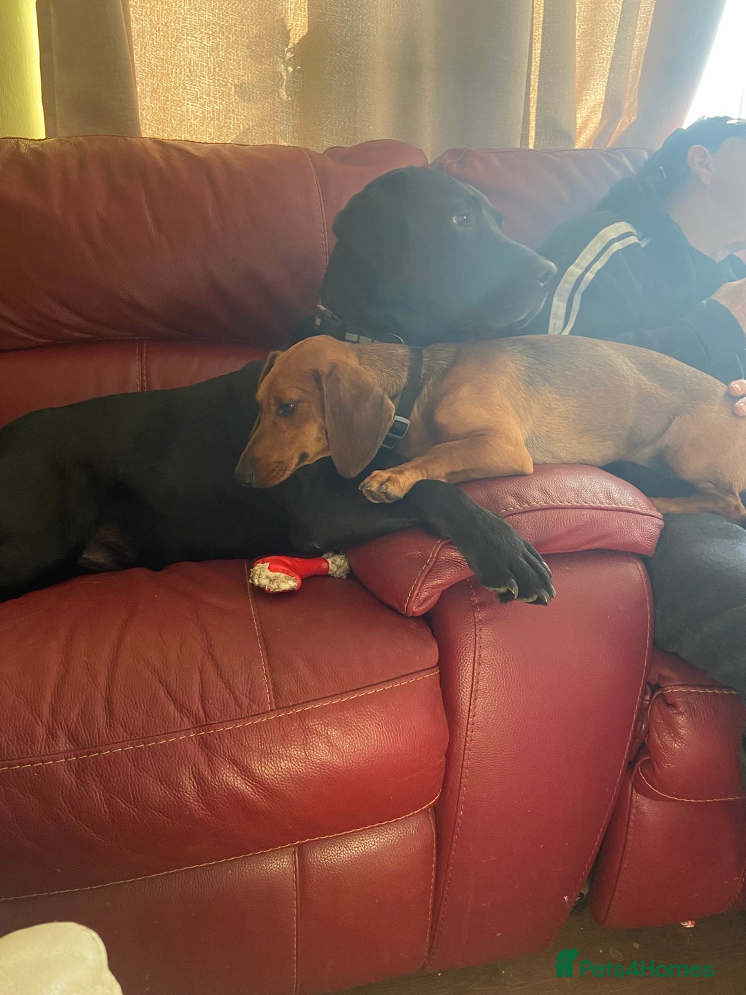 Dachshund dogs for sale: Dachshund pups - Image 4