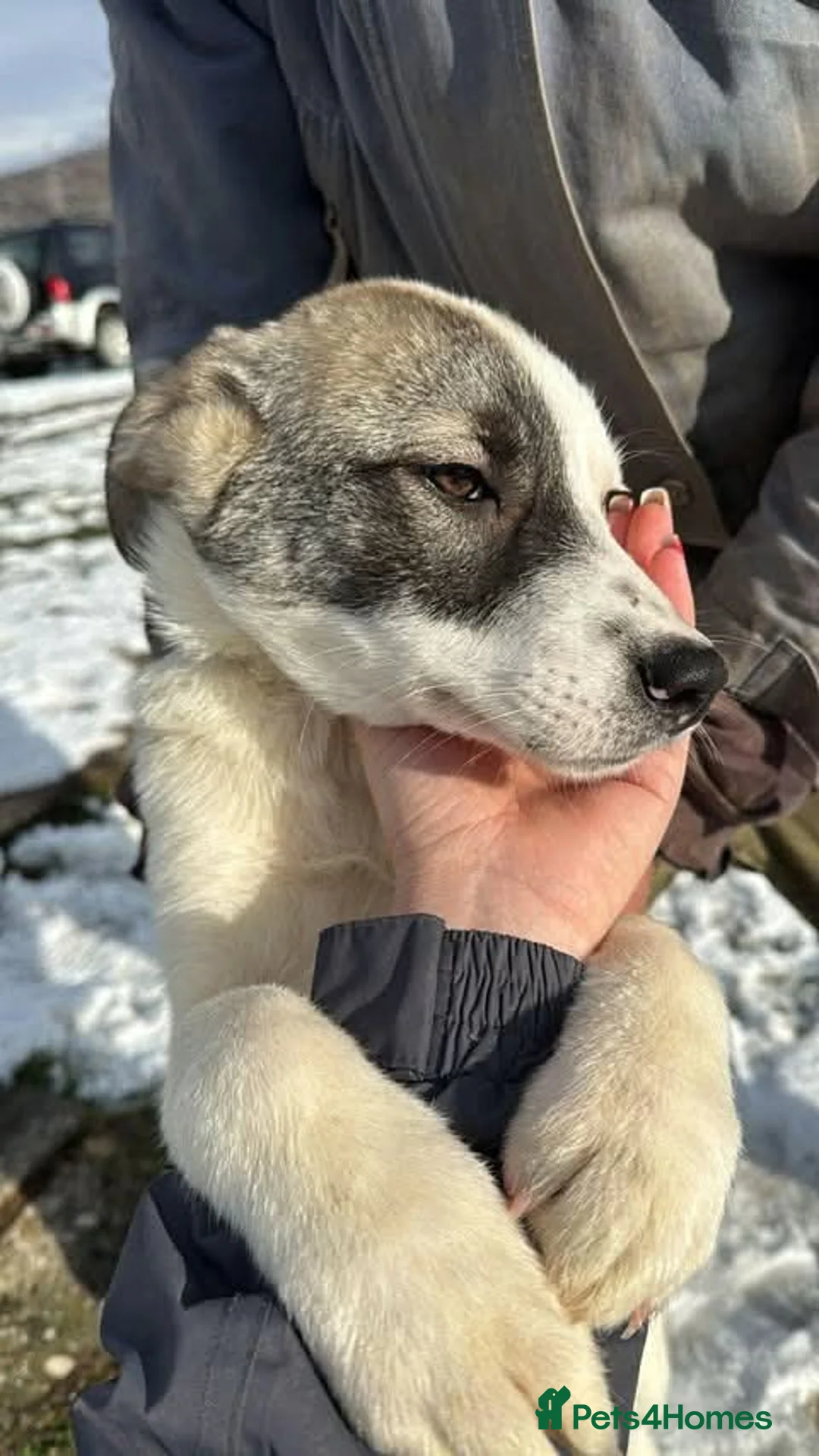 Mixed Breed dogs for adoption: Meet Star, curreny residing in Lancashire  in Bacup - Advert 6