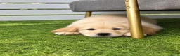 Golden Retriever dogs for sale: Advanced trained golden retrievers  - Advert 3