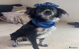 Sprollie dogs for sale: Freddie - Advert 4