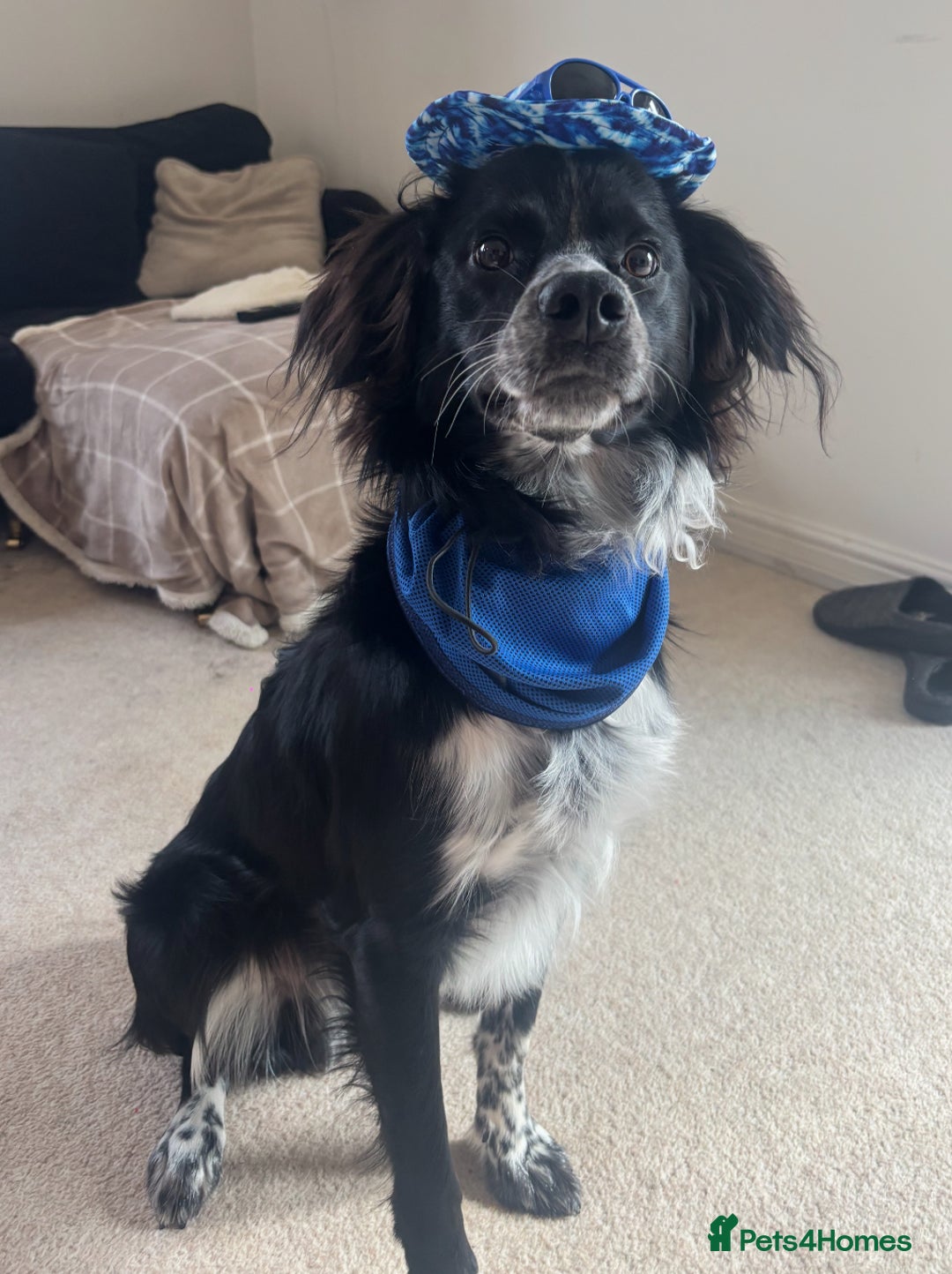 Sprollie dogs for sale: Freddie - Advert 4