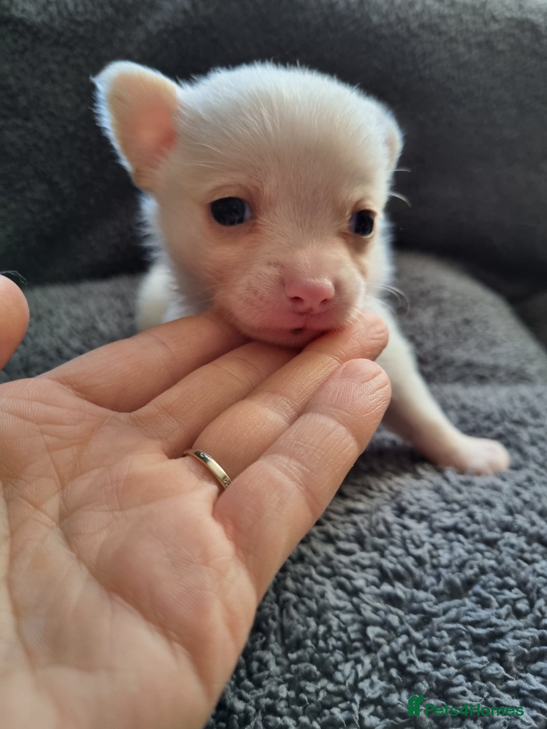 Pomchi dogs for sale: Adorable Pomchi Puppies - Viewings now welcome - Advert 8