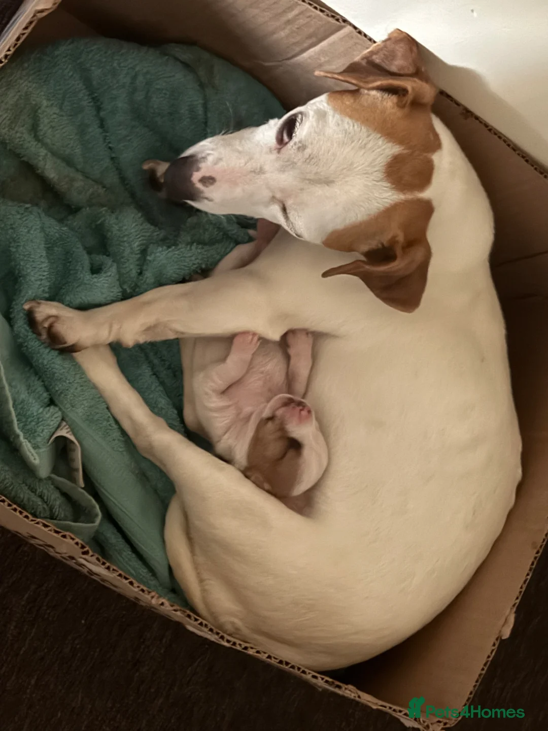 Jack Russell dogs for sale: Jack Russell  in London - Advert 2