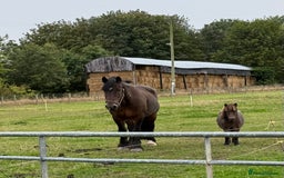 Miniature horses for sale: The sweetest little miniature Shetland mare - Image 6