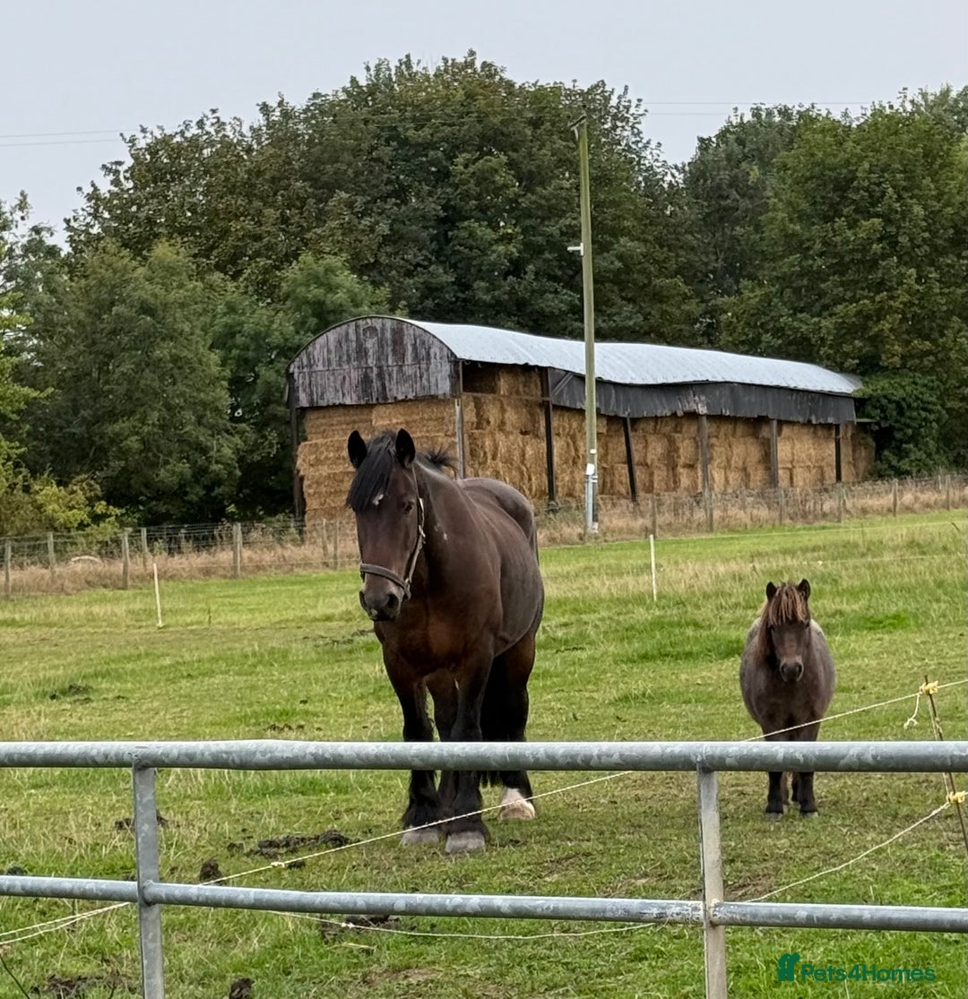 Miniature horses for sale: The sweetest little miniature Shetland mare - Image 6
