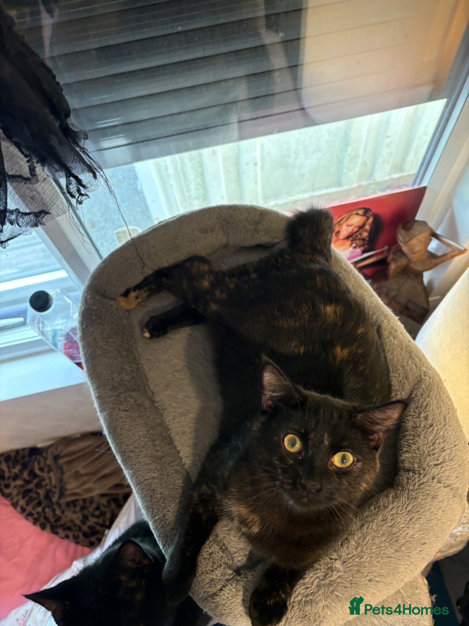 Mixed Breed cats Kitten  - Advert 3