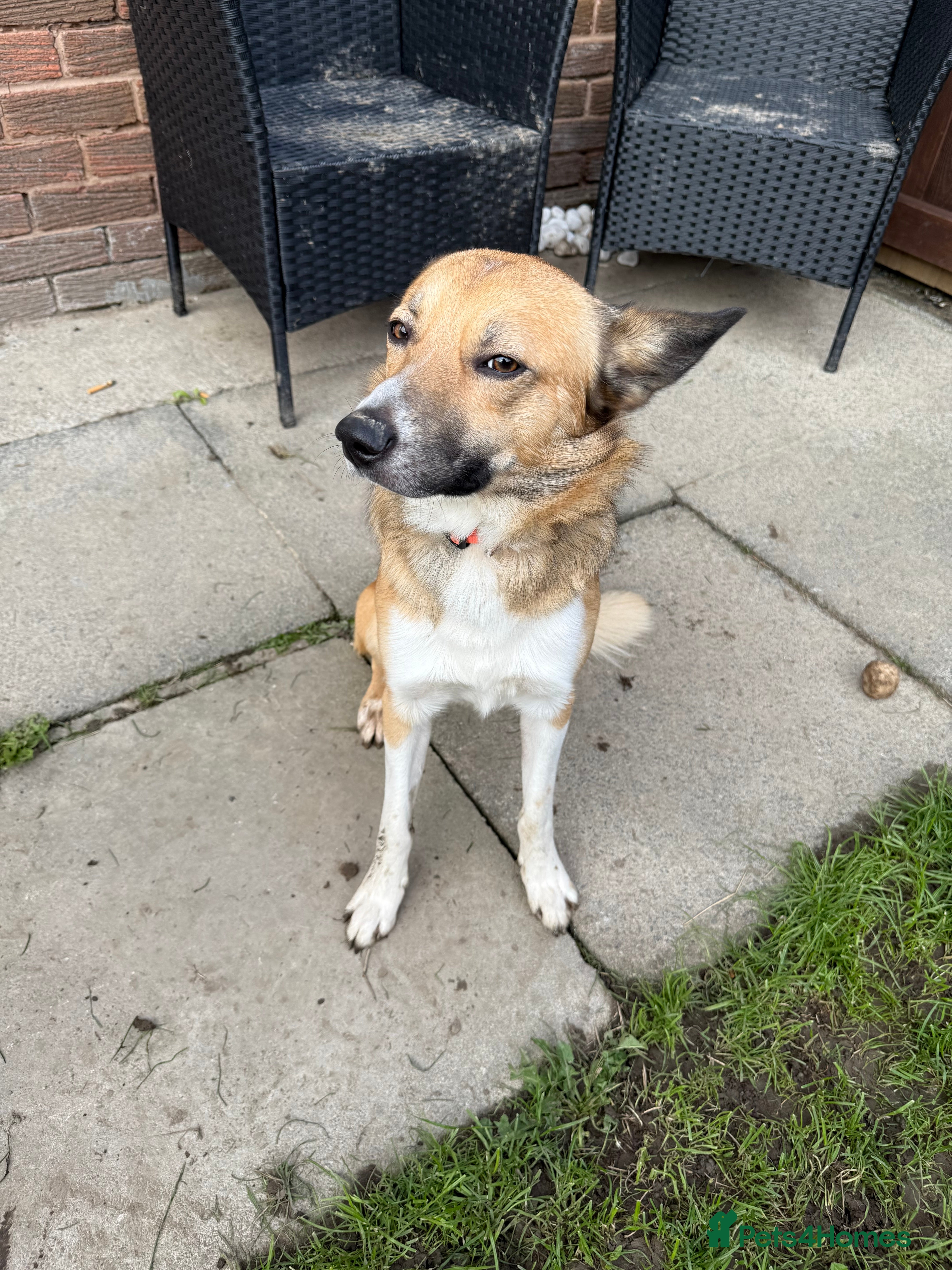 Mixed Breed dogs Looking for his forever home  - Advert 4