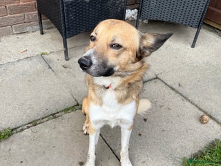 Mixed Breed dogs Looking for his forever home - Advert 14