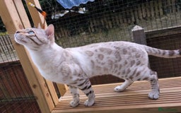 Bengal cats for sale: 🖤🤎 Gorgeous Bengal Kittens 🤎🖤 - Image 36