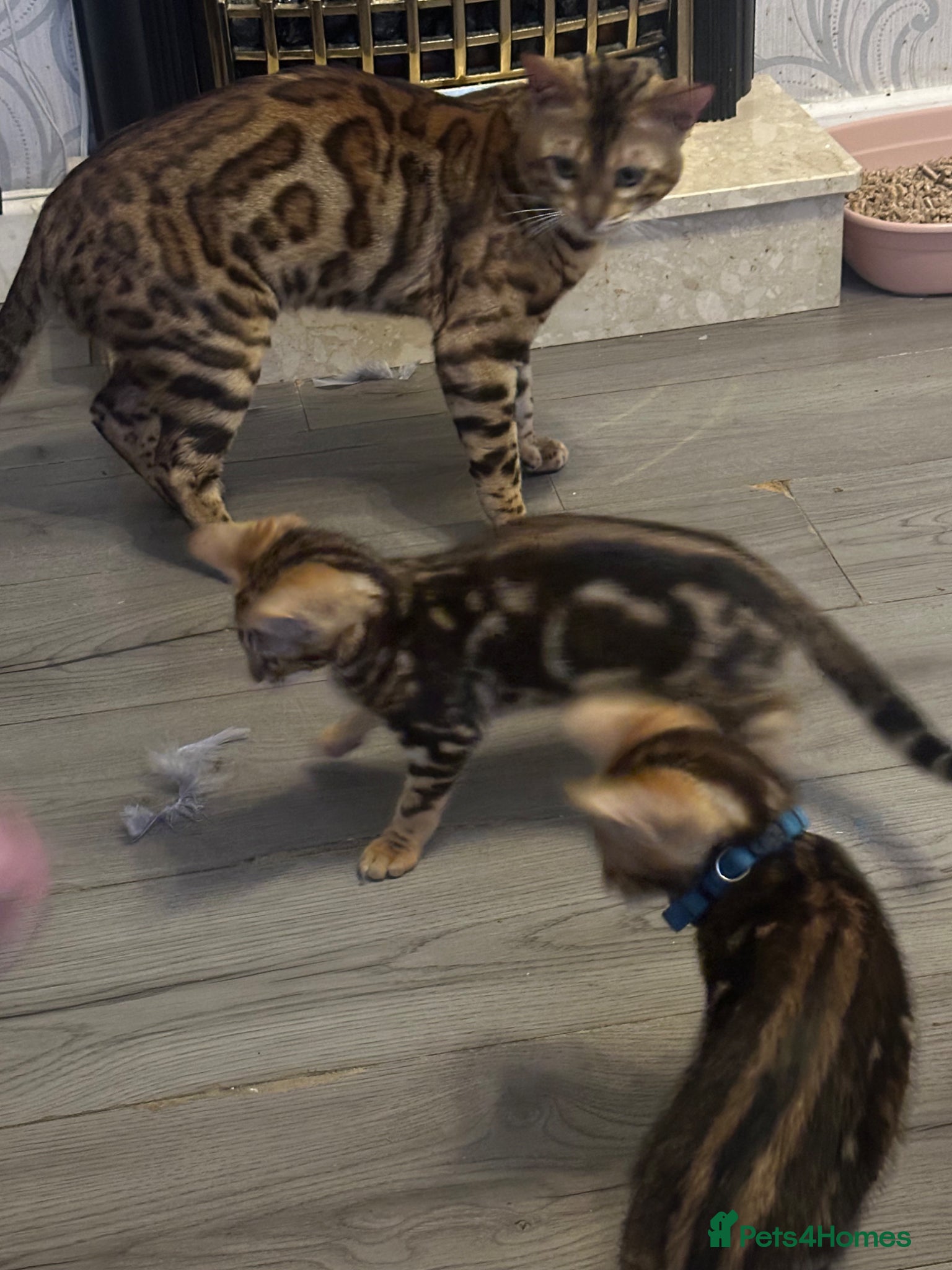Bengal cats Female Bengal kittens  - Advert 10