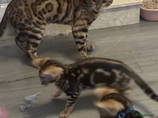 Bengal cats Female Bengal kittens - Advert 10