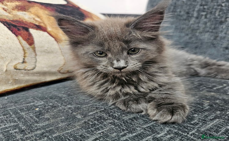 Maine Coon cats - Advert 11
